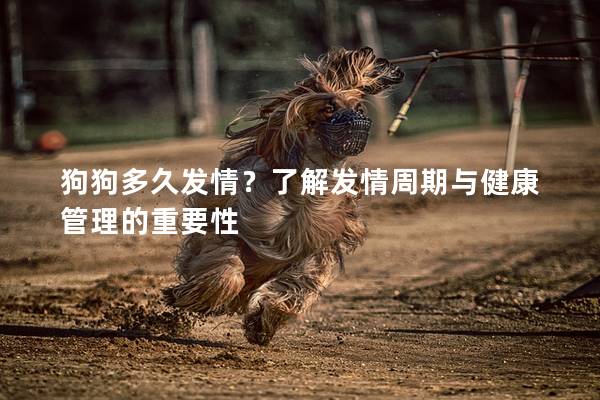 狗狗多久发情？了解发情周期与健康管理的重要性