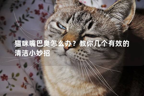 猫咪嘴巴臭怎么办？教你几个有效的清洁小妙招