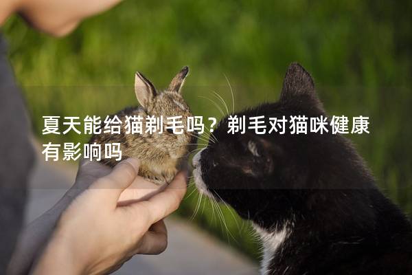 夏天能给猫剃毛吗？剃毛对猫咪健康有影响吗