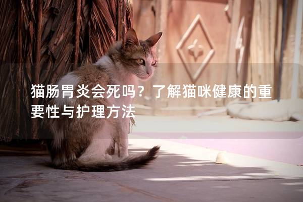 猫肠胃炎会死吗？了解猫咪健康的重要性与护理方法