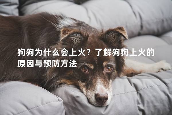 狗狗为什么会上火？了解狗狗上火的原因与预防方法