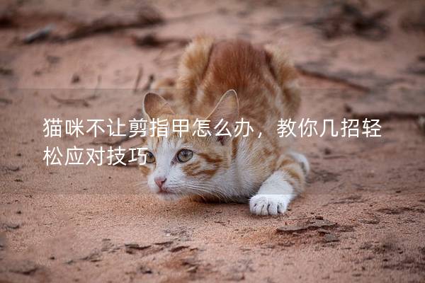 猫咪不让剪指甲怎么办，教你几招轻松应对技巧