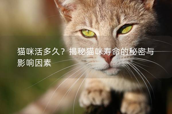 猫咪活多久？揭秘猫咪寿命的秘密与影响因素