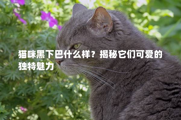 猫咪黑下巴什么样？揭秘它们可爱的独特魅力