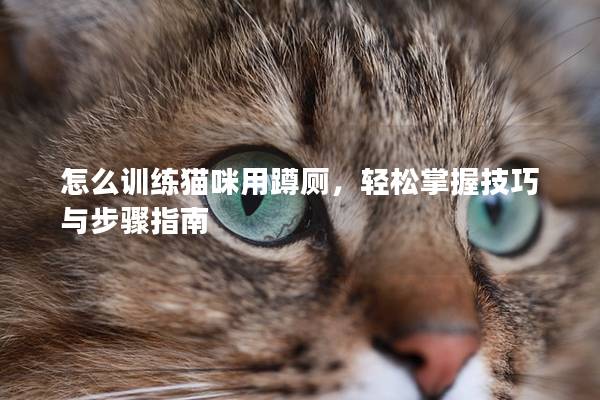 怎么训练猫咪用蹲厕，轻松掌握技巧与步骤指南