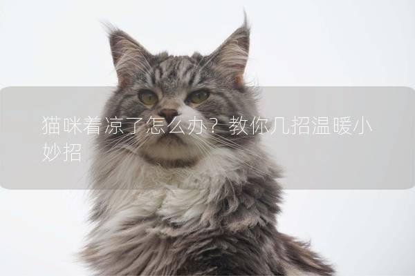 猫咪着凉了怎么办？教你几招温暖小妙招