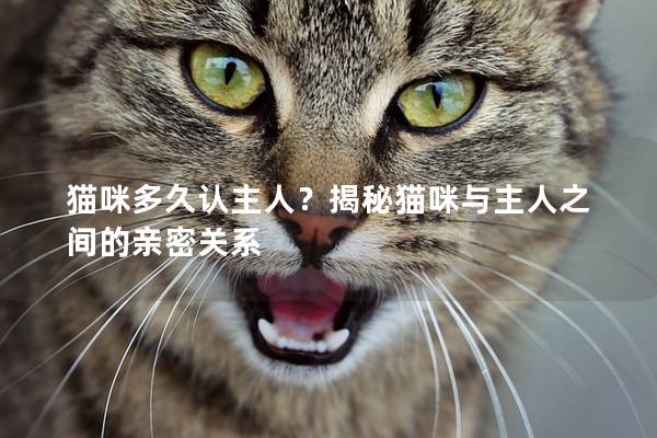 猫咪多久认主人？揭秘猫咪与主人之间的亲密关系