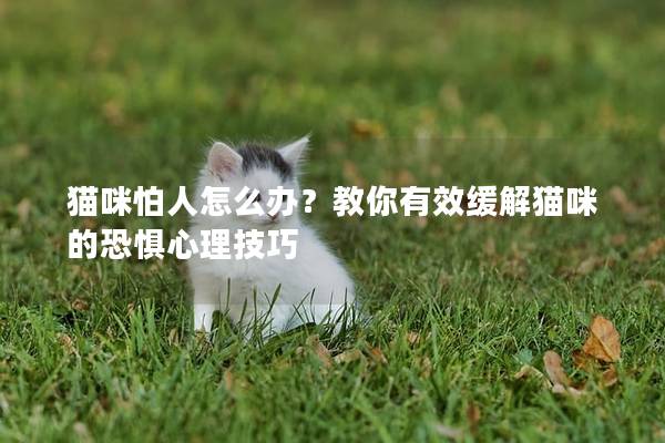 猫咪怕人怎么办？教你有效缓解猫咪的恐惧心理技巧