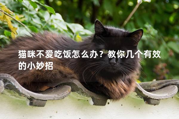 猫咪不爱吃饭怎么办？教你几个有效的小妙招