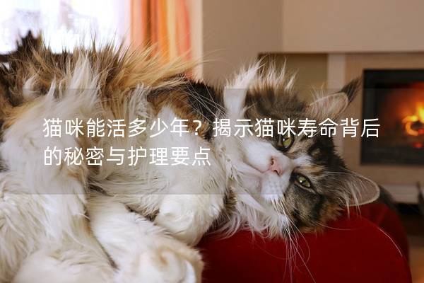 猫咪能活多少年？揭示猫咪寿命背后的秘密与护理要点