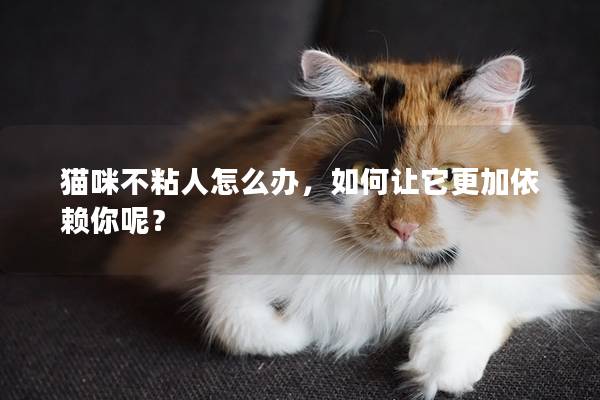 猫咪不粘人怎么办，如何让它更加依赖你呢？