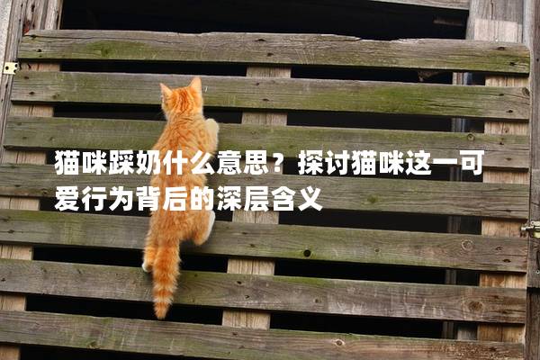 猫咪踩奶什么意思？探讨猫咪这一可爱行为背后的深层含义