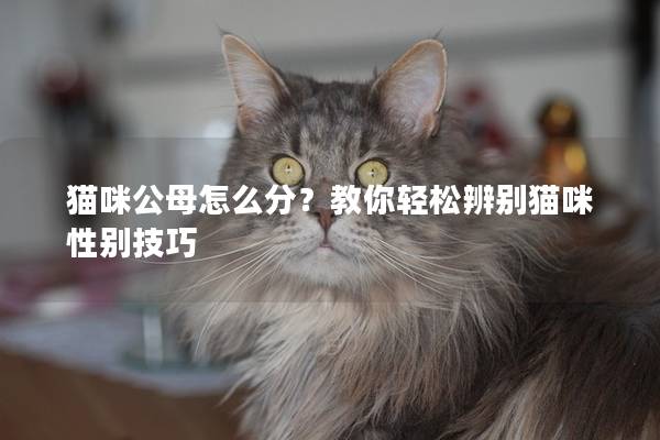 猫咪公母怎么分？教你轻松辨别猫咪性别技巧