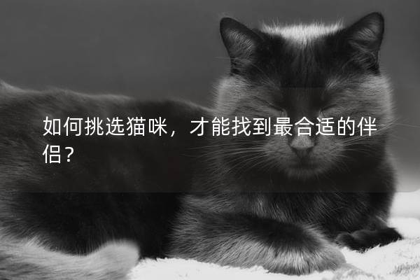 如何挑选猫咪，才能找到最合适的伴侣？