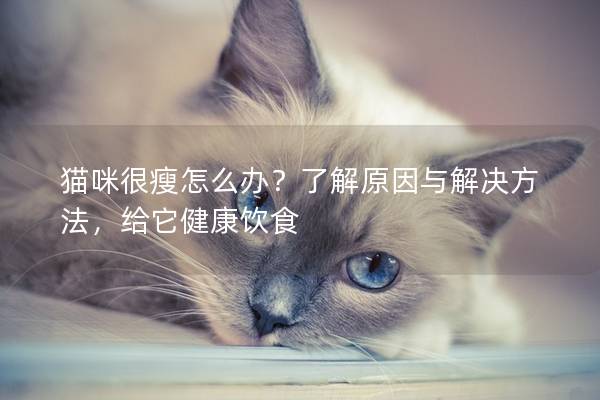 猫咪很瘦怎么办？了解原因与解决方法，给它健康饮食