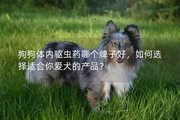 狗狗体内驱虫药哪个牌子好，如何选择适合你爱犬的产品？