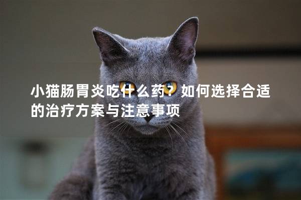 小猫肠胃炎吃什么药？如何选择合适的治疗方案与注意事项