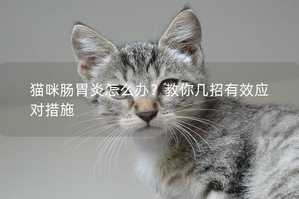 猫咪肠胃炎怎么办？教你几招有效应对措施