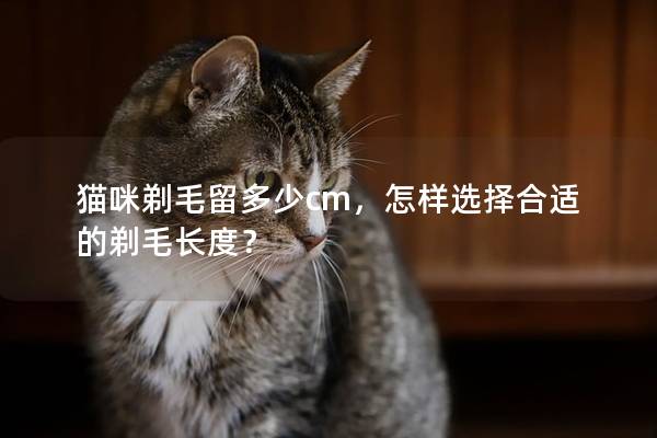 猫咪剃毛留多少cm，怎样选择合适的剃毛长度？