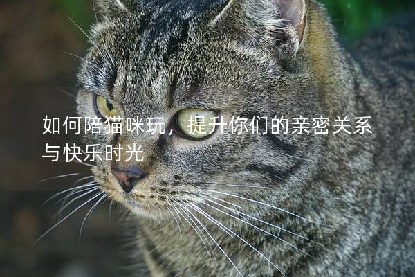 如何陪猫咪玩，提升你们的亲密关系与快乐时光