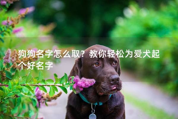 狗狗名字怎么取？教你轻松为爱犬起个好名字