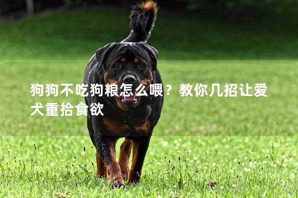 狗狗不吃狗粮怎么喂？教你几招让爱犬重拾食欲