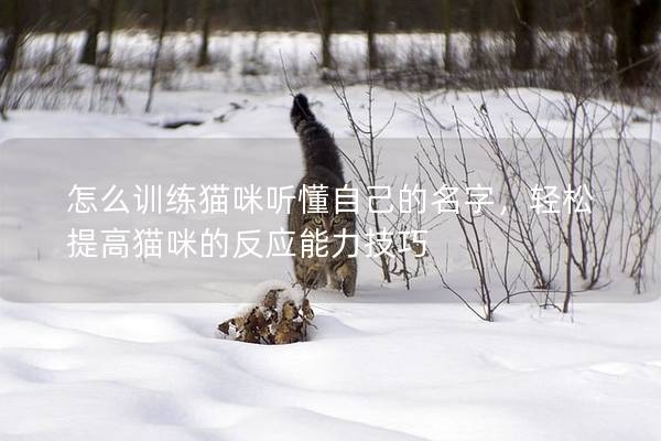 怎么训练猫咪听懂自己的名字，轻松提高猫咪的反应能力技巧