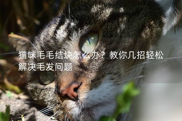 猫咪毛毛结块怎么办？教你几招轻松解决毛发问题