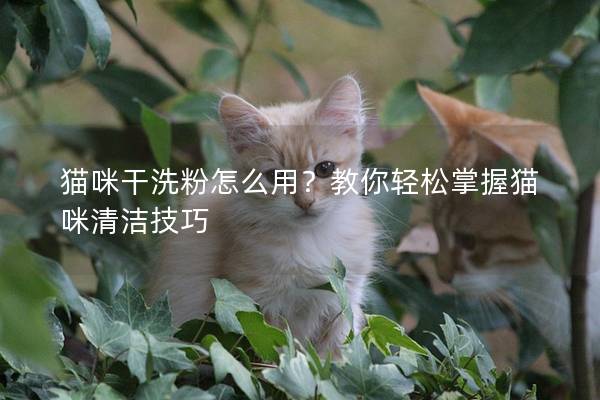 猫咪干洗粉怎么用？教你轻松掌握猫咪清洁技巧