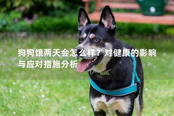 狗狗饿两天会怎么样？对健康的影响与应对措施分析