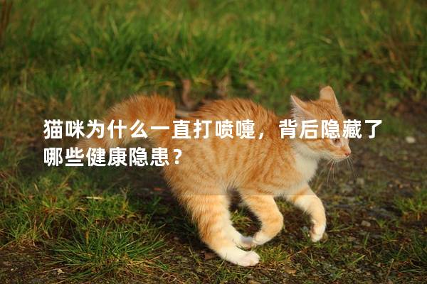 猫咪为什么一直打喷嚏，背后隐藏了哪些健康隐患？