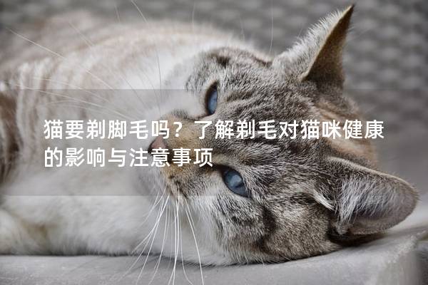 猫要剃脚毛吗？了解剃毛对猫咪健康的影响与注意事项