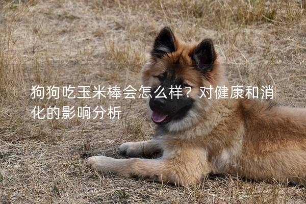 狗狗吃玉米棒会怎么样？对健康和消化的影响分析