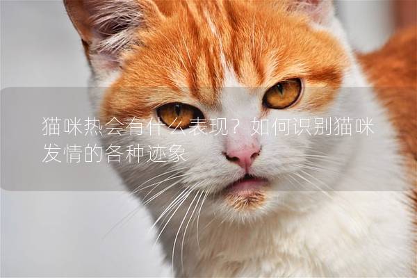 猫咪热会有什么表现？如何识别猫咪发情的各种迹象