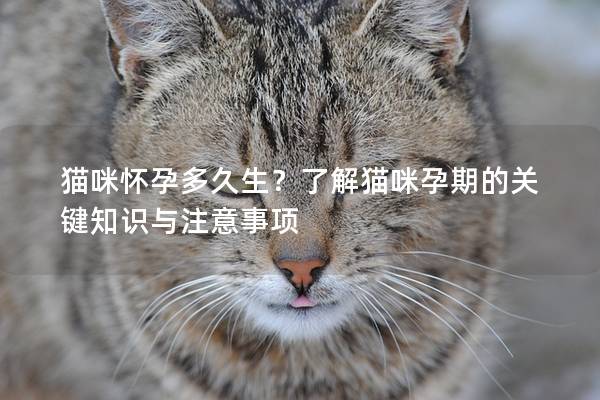 猫咪怀孕多久生？了解猫咪孕期的关键知识与注意事项