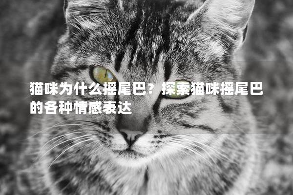 猫咪为什么摇尾巴？探索猫咪摇尾巴的各种情感表达