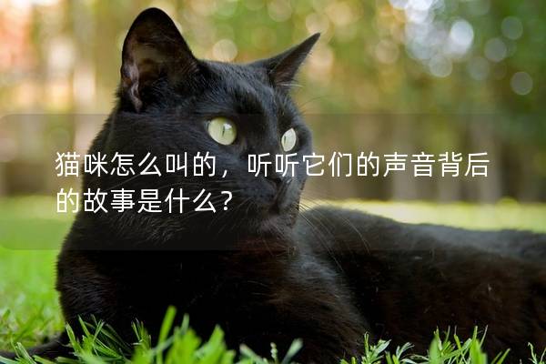 猫咪怎么叫的，听听它们的声音背后的故事是什么？