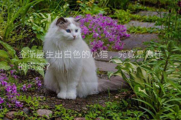 金渐层生出白色的小猫，究竟是怎样的奇迹？