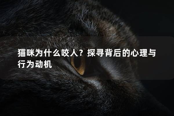 猫咪为什么咬人？探寻背后的心理与行为动机