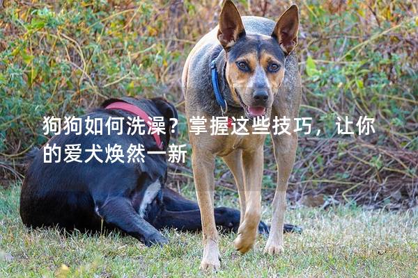 狗狗如何洗澡？掌握这些技巧，让你的爱犬焕然一新