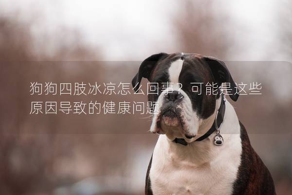 狗狗四肢冰凉怎么回事？可能是这些原因导致的健康问题