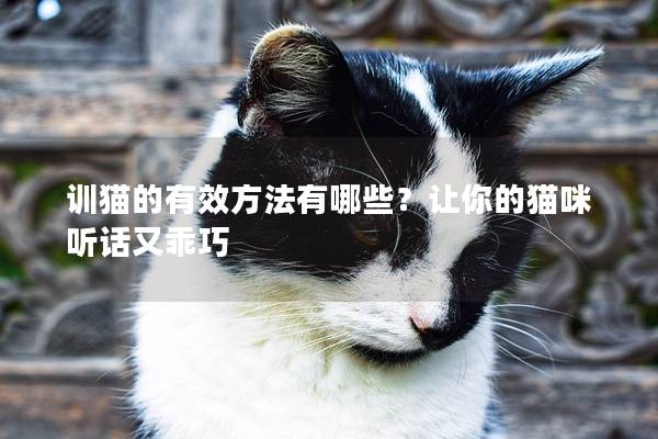 训猫的有效方法有哪些？让你的猫咪听话又乖巧