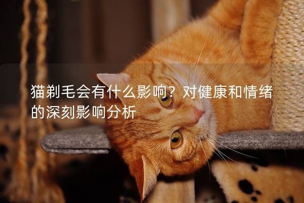 猫剃毛会有什么影响？对健康和情绪的深刻影响分析