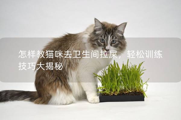 怎样教猫咪去卫生间拉屎，轻松训练技巧大揭秘