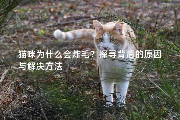 猫咪为什么会炸毛？探寻背后的原因与解决方法