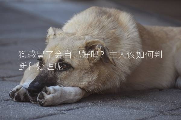 狗感冒了会自己好吗？主人该如何判断和处理呢