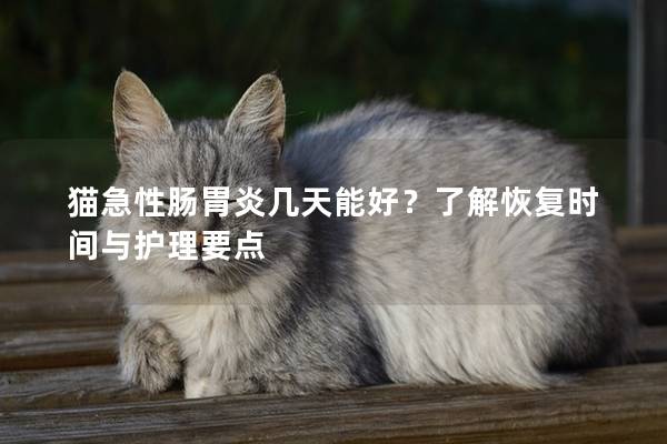 猫急性肠胃炎几天能好？了解恢复时间与护理要点