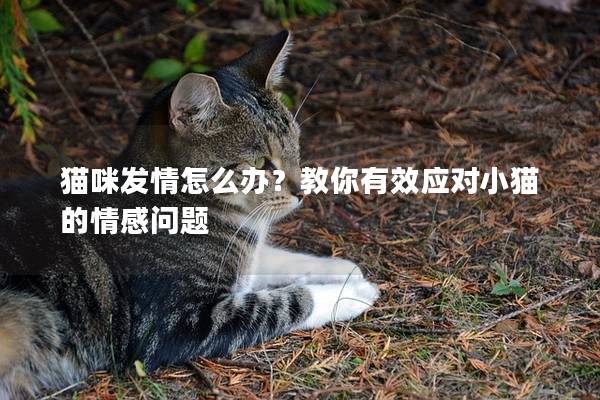 猫咪发情怎么办？教你有效应对小猫的情感问题