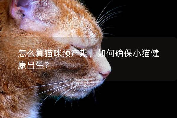 怎么算猫咪预产期，如何确保小猫健康出生？