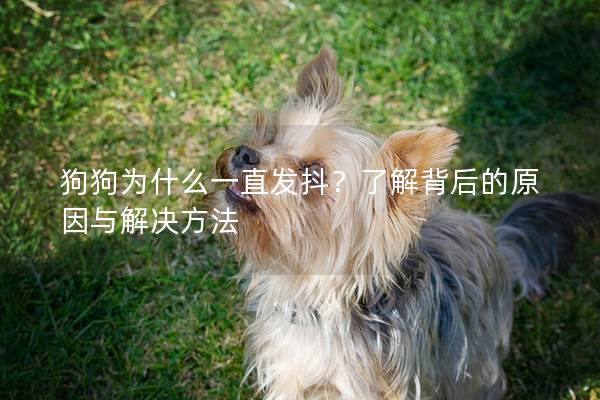 狗狗为什么一直发抖？了解背后的原因与解决方法